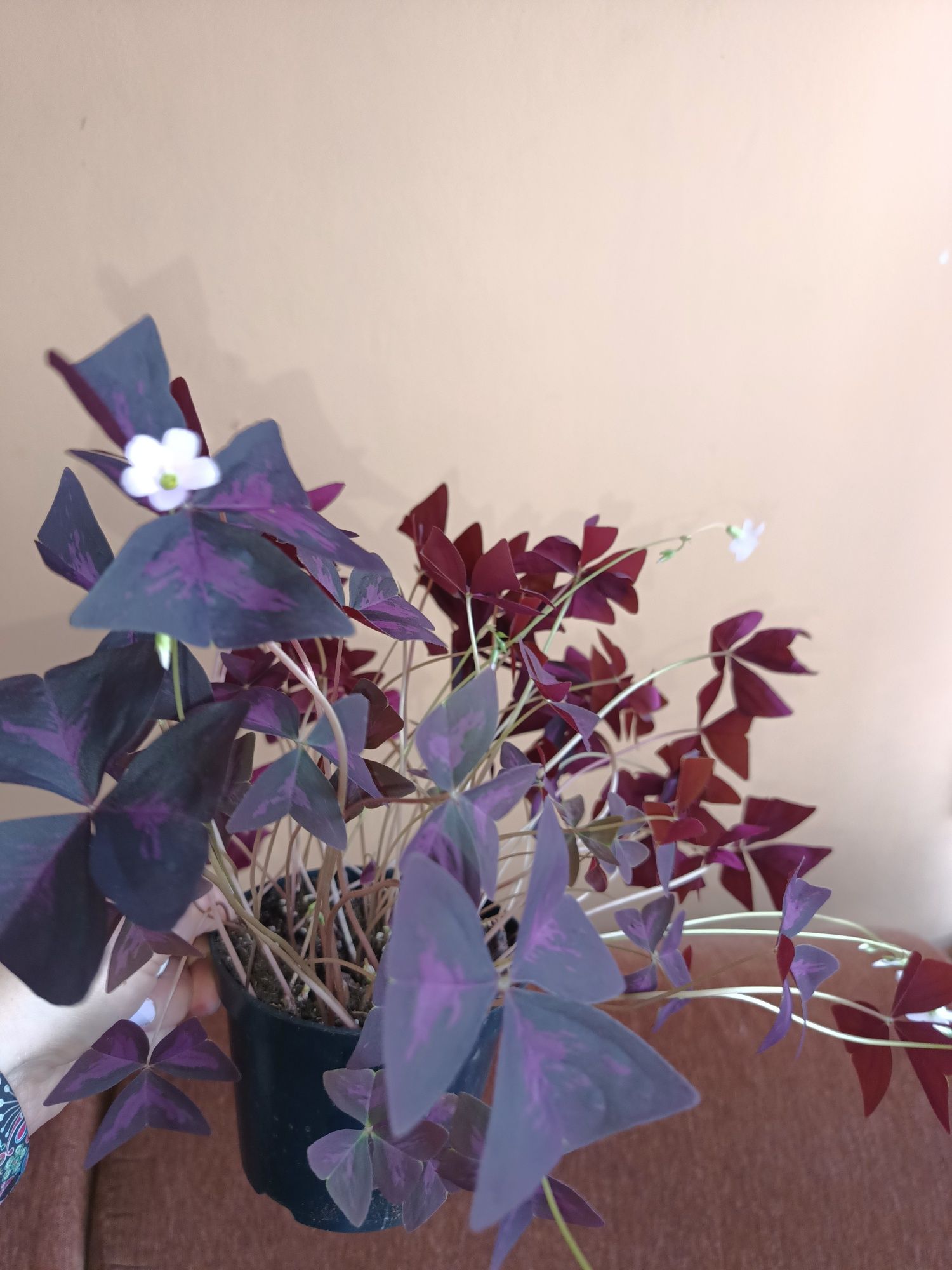 Oxalis sadzonki polecam