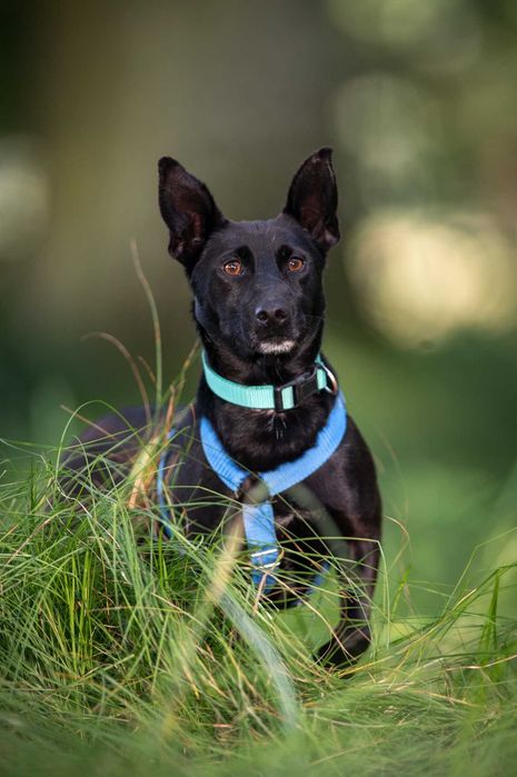 Koko – mały wielki bohater, który szuka swojego człowieka!