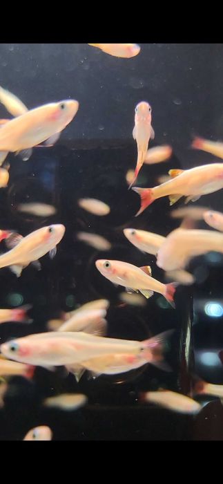 Kardynałek chiński złoty/ Sklep SKALAR