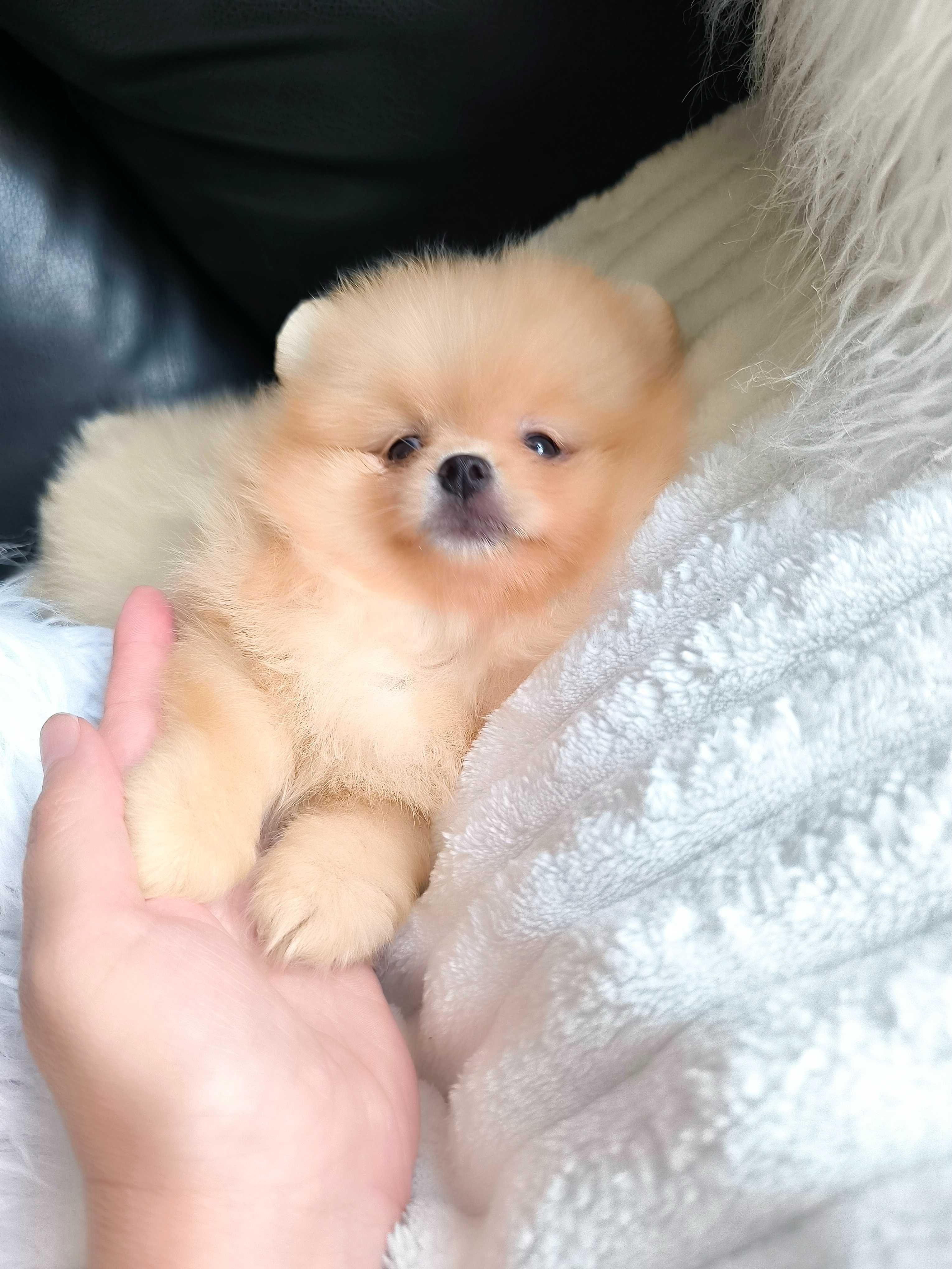 Spitz Anão Lulu da Pomerânia. Super mini. Lop e Afixo. Russo. Ursinha.