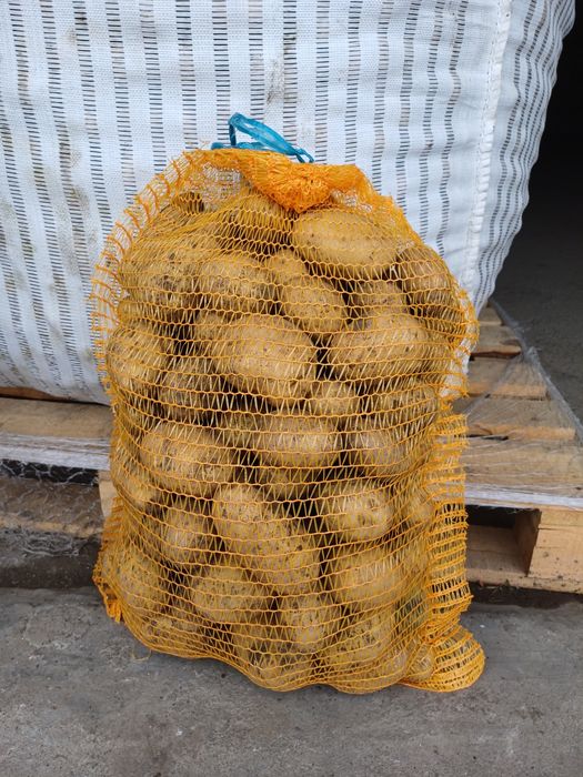 Ziemniaki Queen Anna, Denar, Jurek, Tajfun