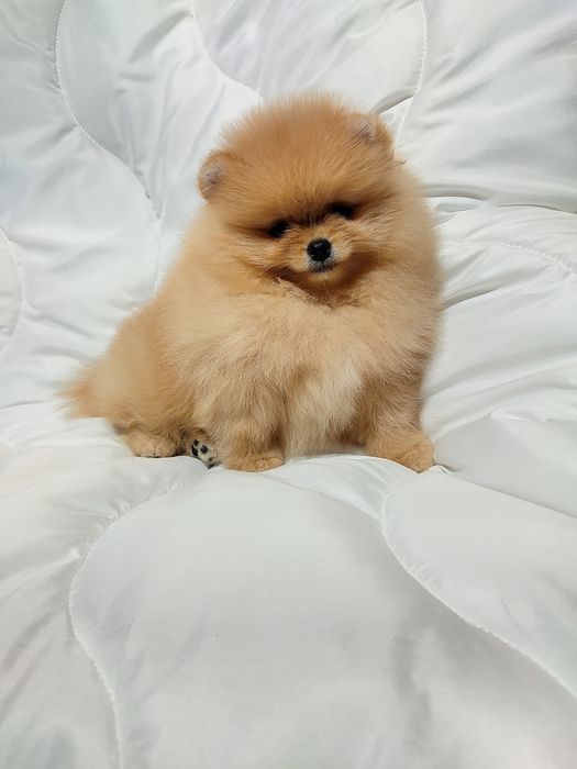 Девочка шпиц оранж док КСУ FCI