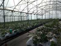 Estufas de agricultura