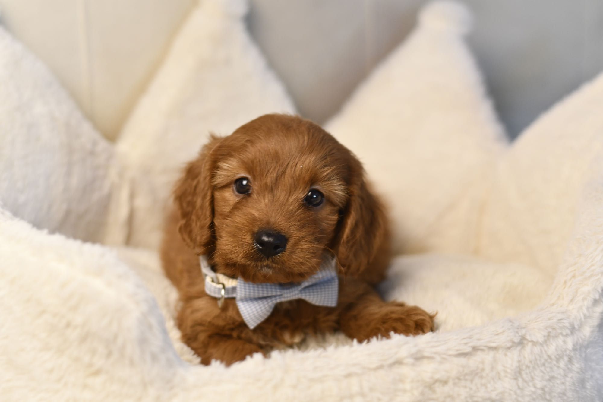 Cavapoo F1 RED BROWN wyjątkowy chłopiec gotowy do odbioru