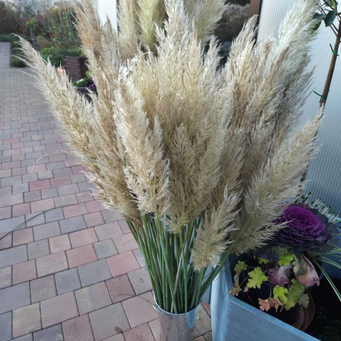 Trawa pampasowa kwiatostany