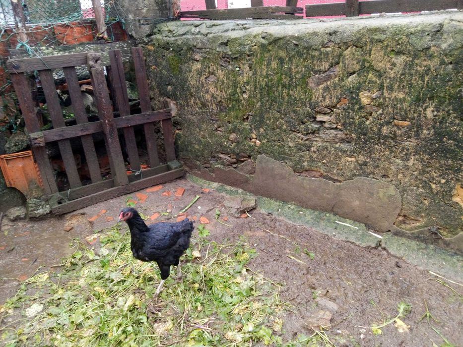 Vendo casal de galinhas