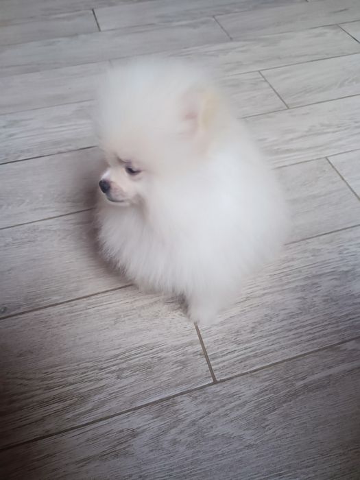 Pomeranian piesek