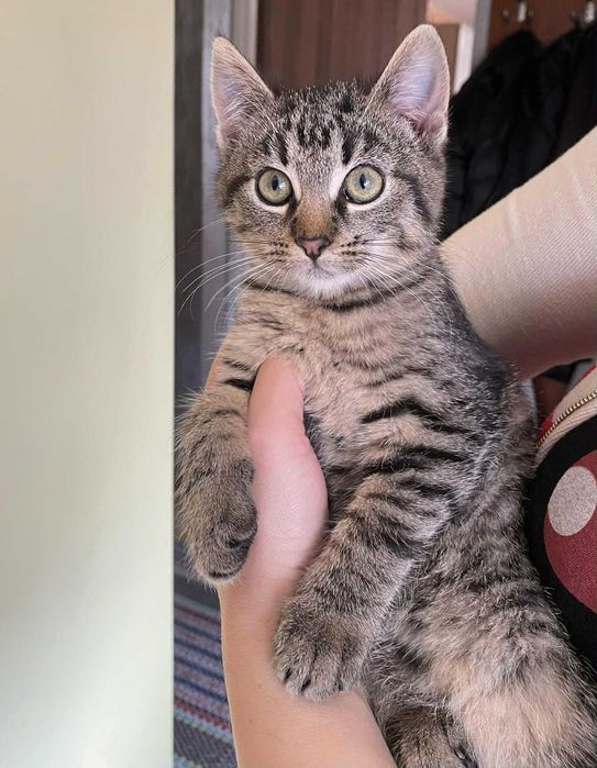 Kotka szuka kochającego domu