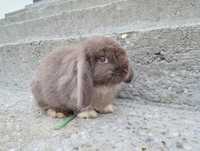 Mini lop królik gotowy do odbioru