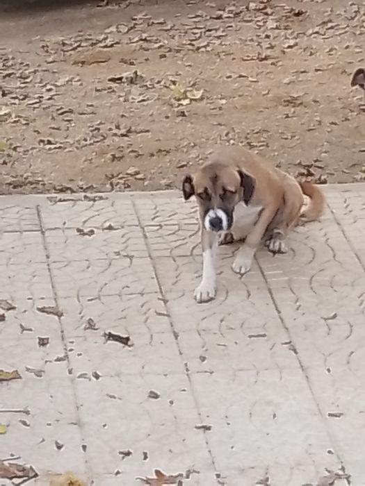 Cadela para adoção