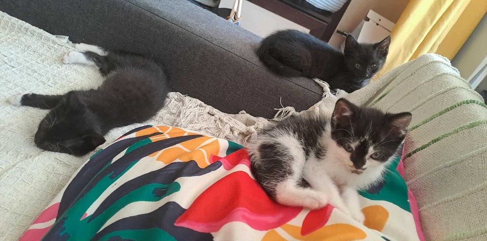 maluszki do oddania w dobre rece