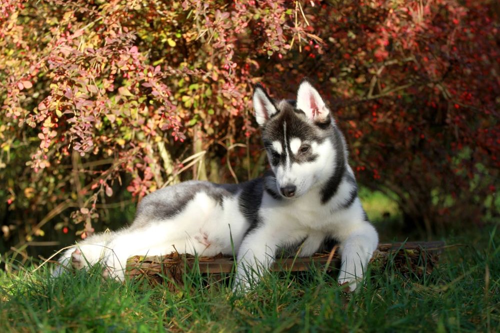 Siberian Husky FCI ZKwP