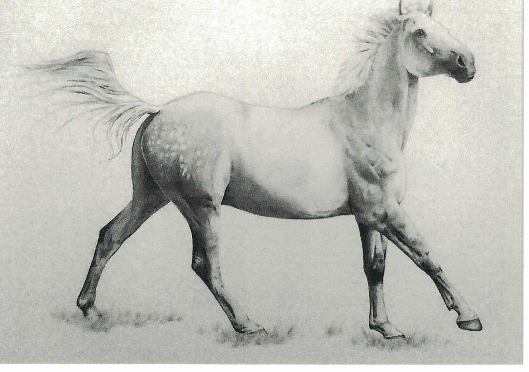 Koń - Kartka kolekcjonerska, widokówka, dostępne 290 sztuk