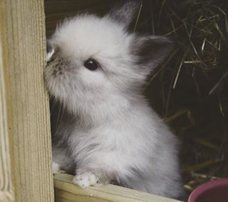 Piękny królik mini teddy karzełki miniaturki Poznań karzełek teddy