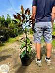 Magnolia grandiflora 'Kay Parris', 'Alta' 80-100cm,zimozielone