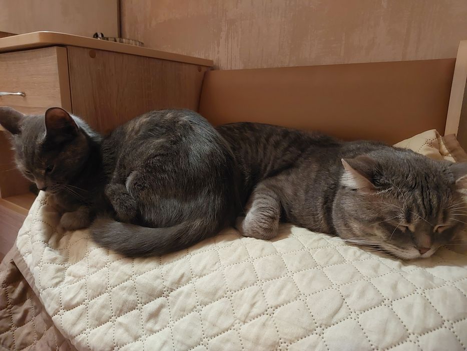 Вязка кот Левобережный-3 ТРЦ Караван