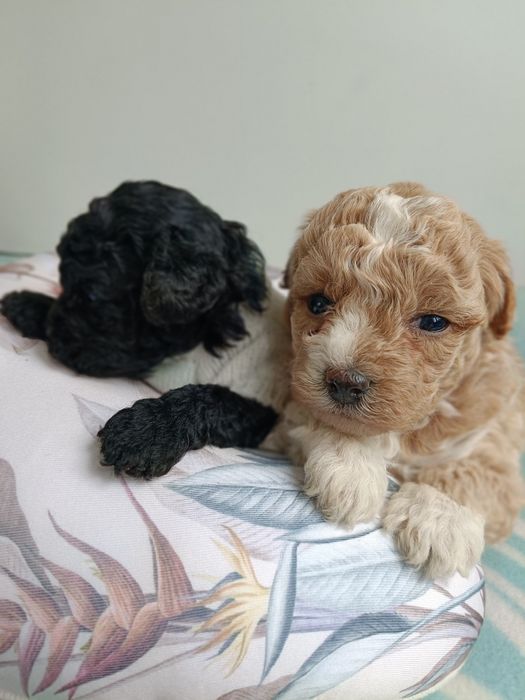 Bichpoo Cavapoo Pudel Toy