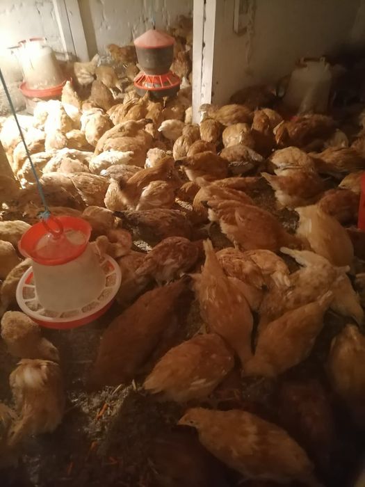 Kokoszki 14 tygodniowe Rossa