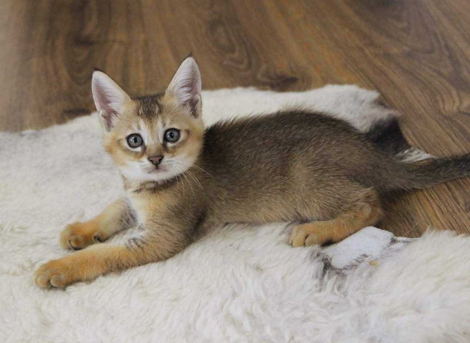Шикарные малышата породы Чаузи! Гибрид камышового кота!