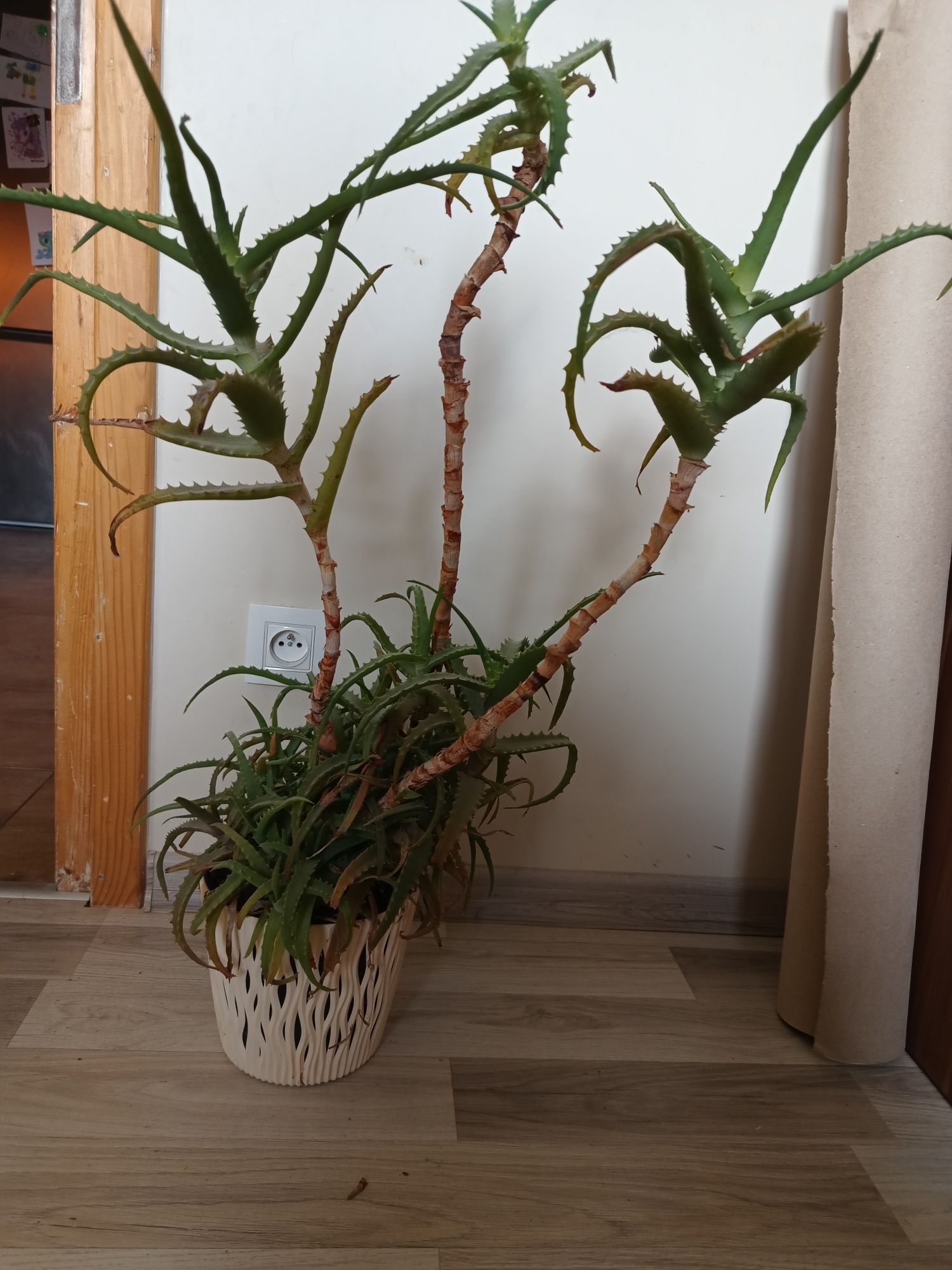 Duży zdrowy aloes
