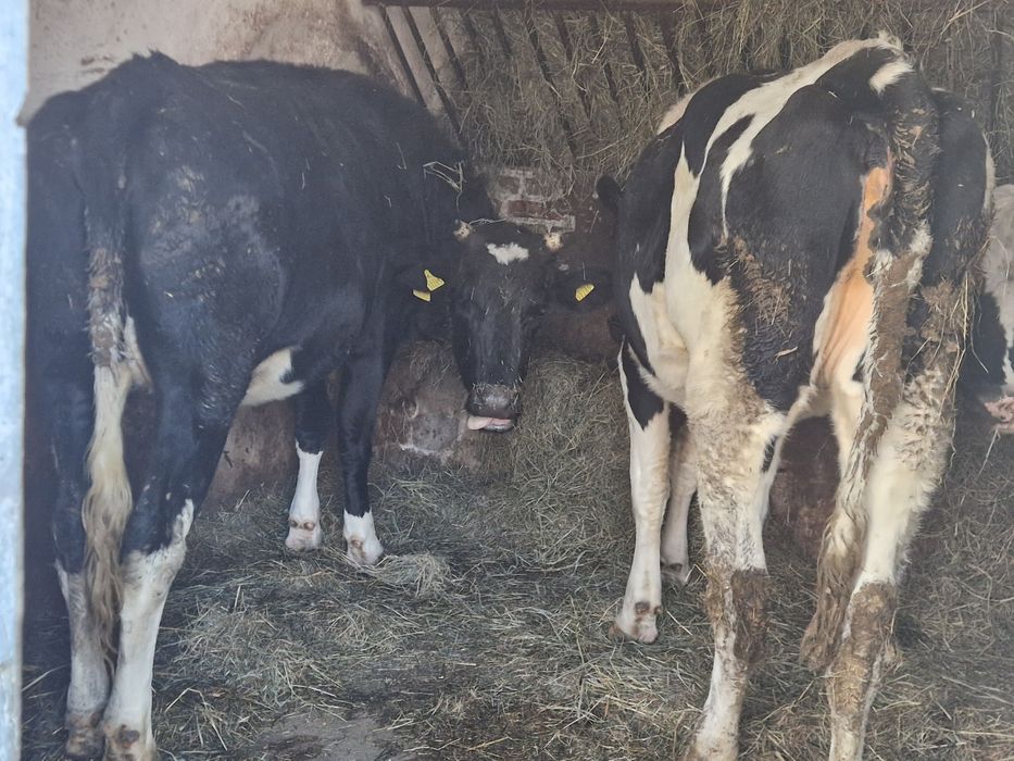 Jałówki cielne , duże sztuki