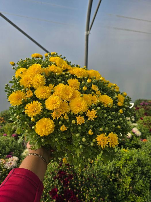 Chryzantemy- różne odmiany