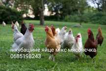 Інкубаційне яйце