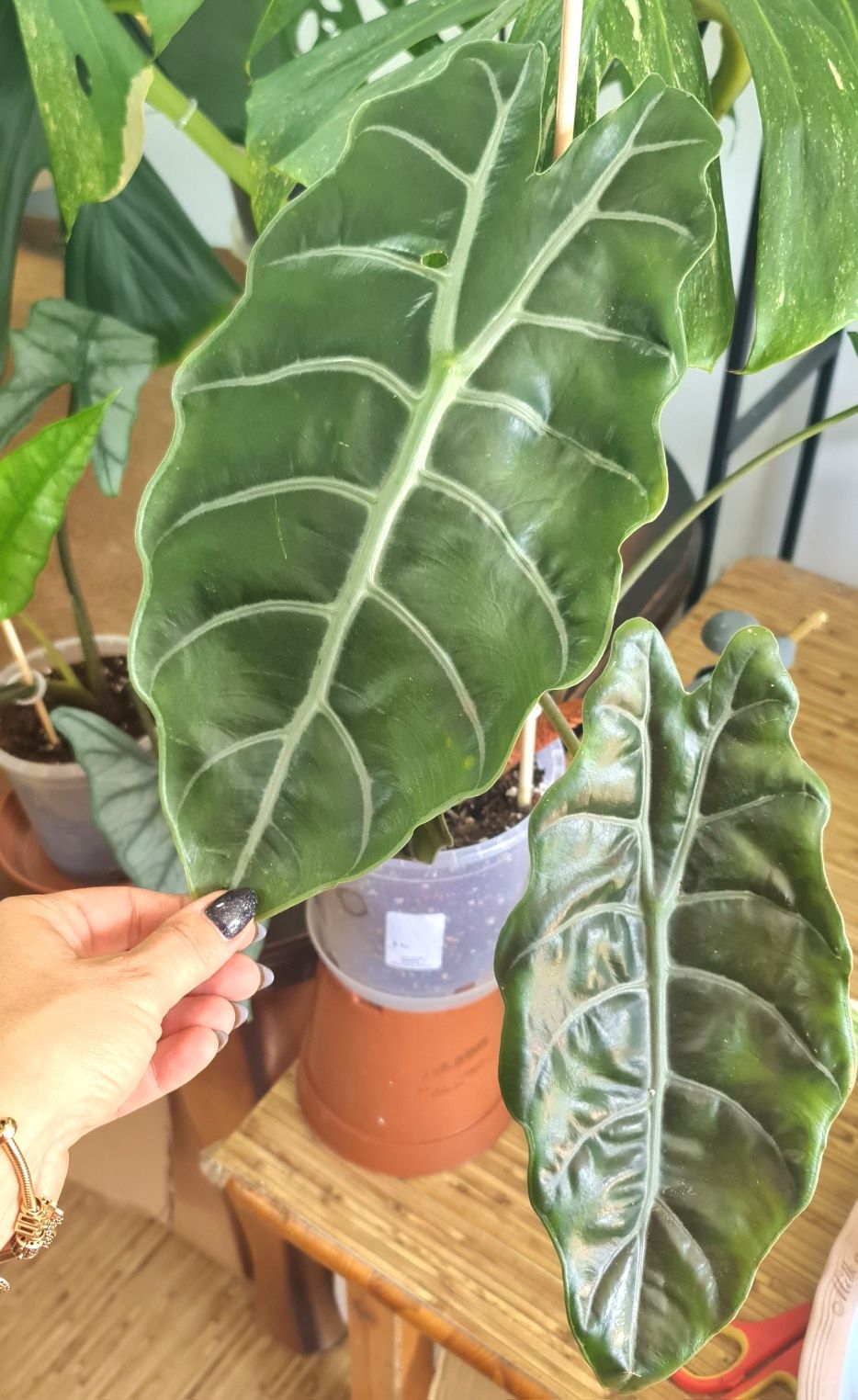 Alocasia Chantrieri 10cm, uszy słonia