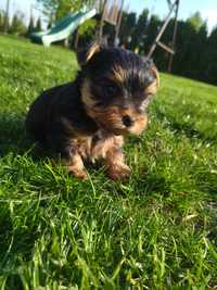 Piesek  Yorkshire terrier