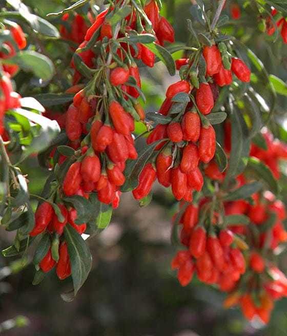 Jagoda Goji!New Big i lycium Ch.!Sadzonki Miododajne!Goja Ładne zdrowe