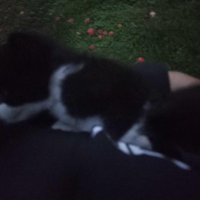 Za darmo oddam kotki znalezione