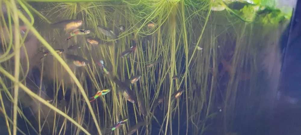 Guppys Juvenis e adulltos