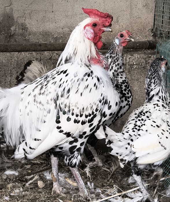 Kury ozdobne sprzedam