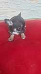 Chihuahua Tricolor