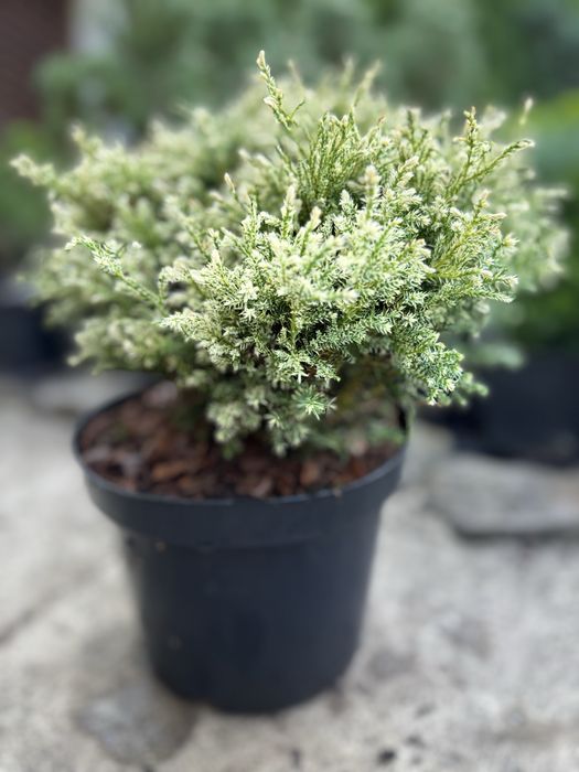 Хвойні рослини,туя,тис,ялівець,сосна,ялина.Догляд ,корекція,формування