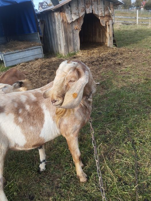 Sprzedam Capa 100% anglonubijski