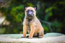 Owczarek Belgijski Malinois Suka (FCI) rezerwacja