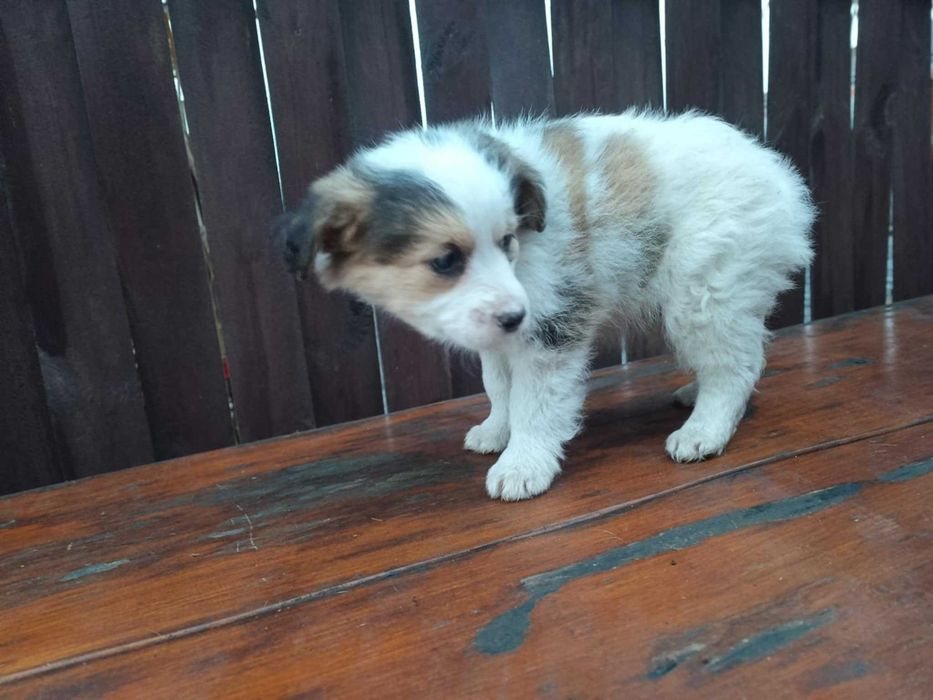 Oddam pieski w dobre ręce