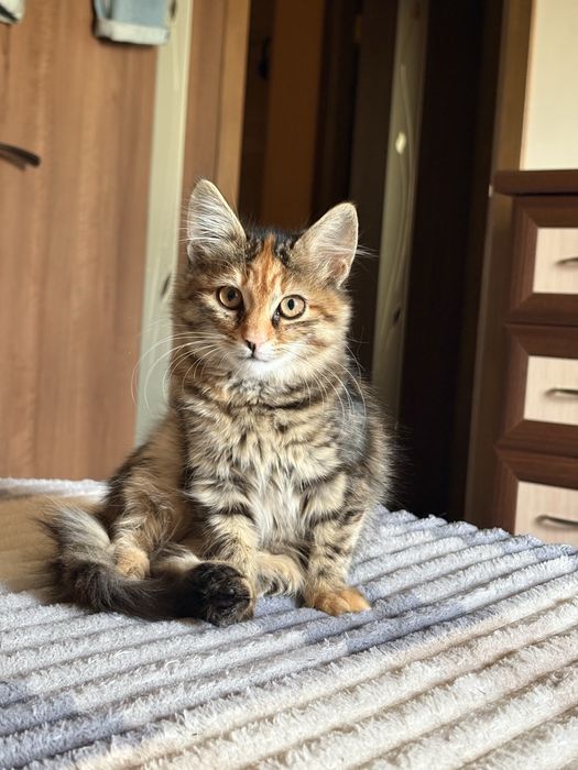 Кошенятко шукає родину