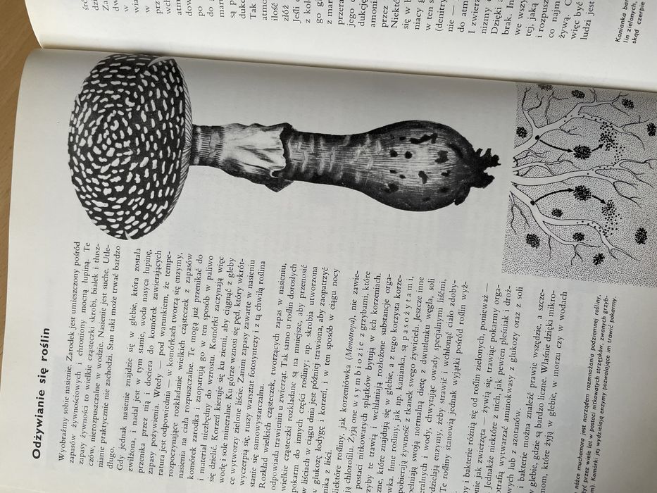 Larousse Ziemia Rośliny Zwierzęta Historia Album Leksykon geografia