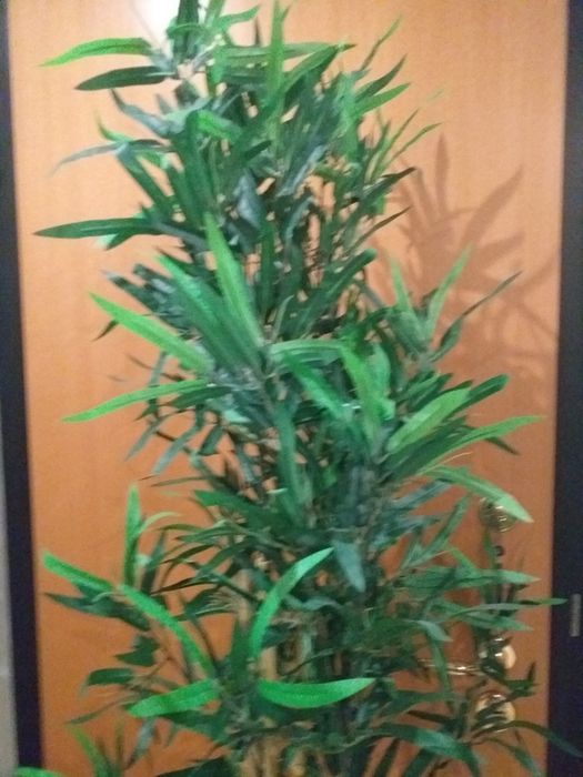 COMO NOVA Planta artificial bambu IKEA 170 altura,valor fixo