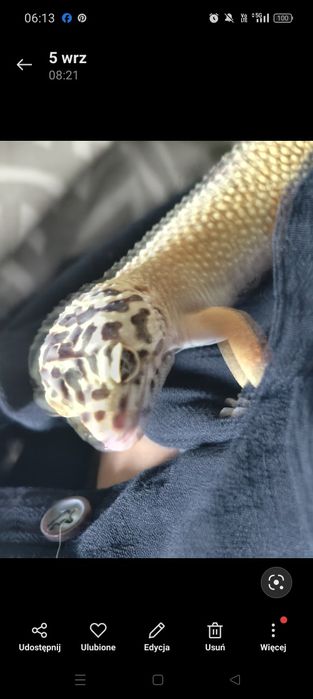 Gekon lamparci oddam