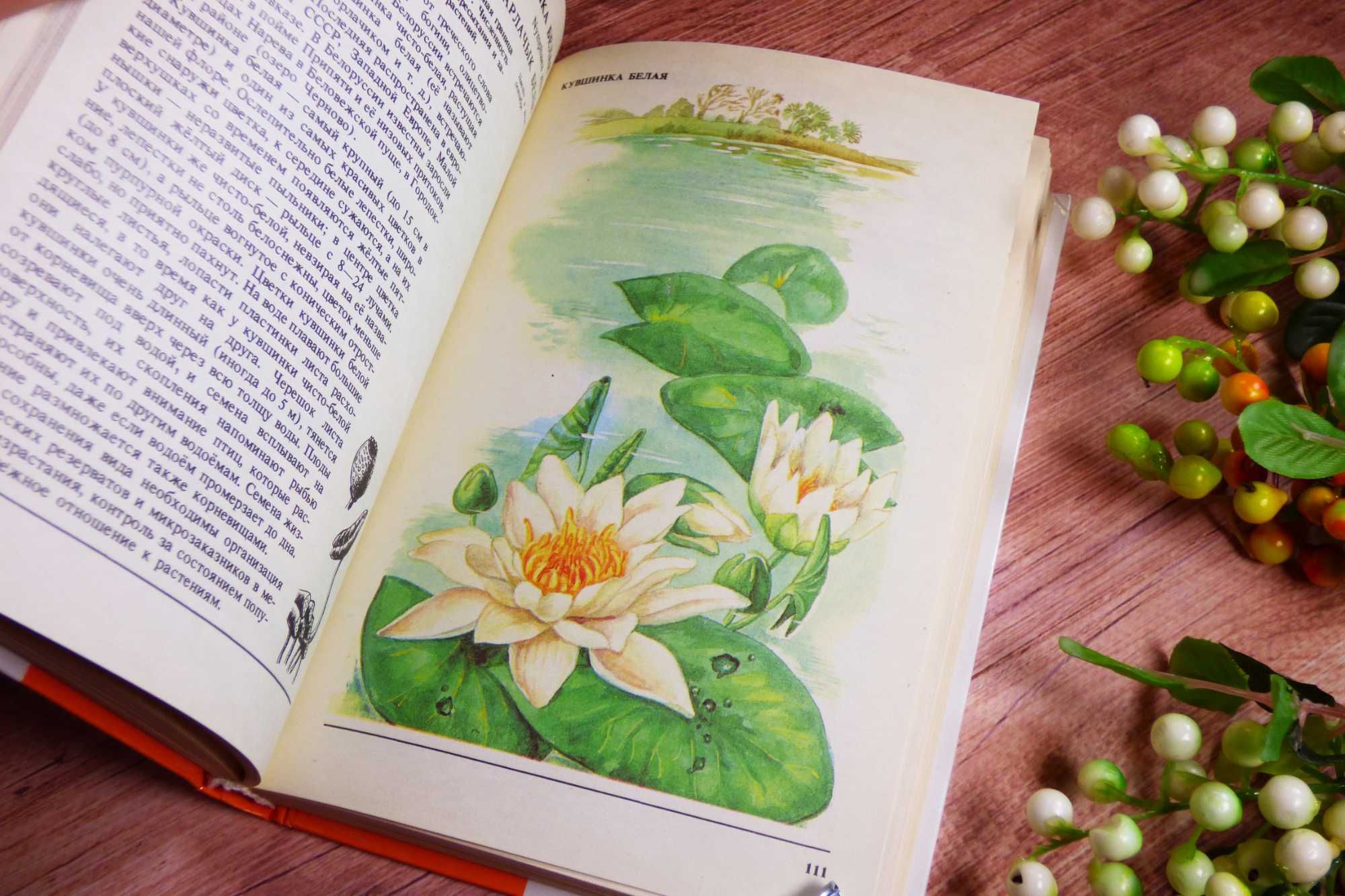 По страницам красной книги Растения