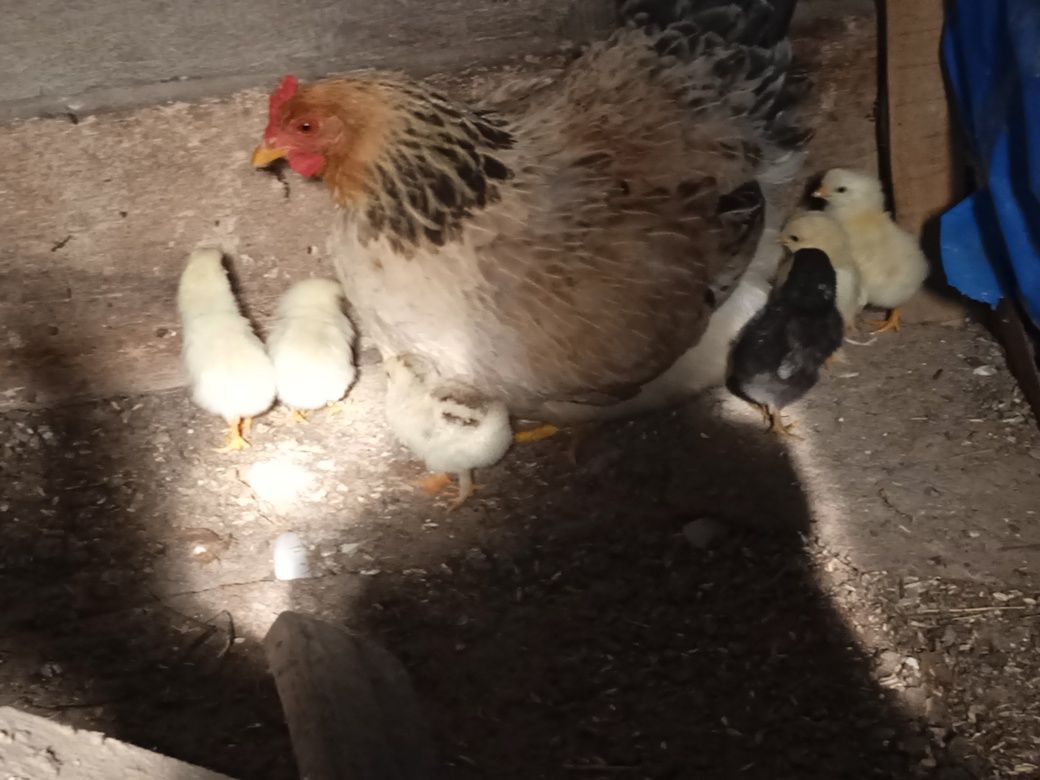 Продається квочка з десятьма курчатами