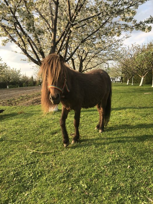 Kucyk mini kuc falabella wałach gniady