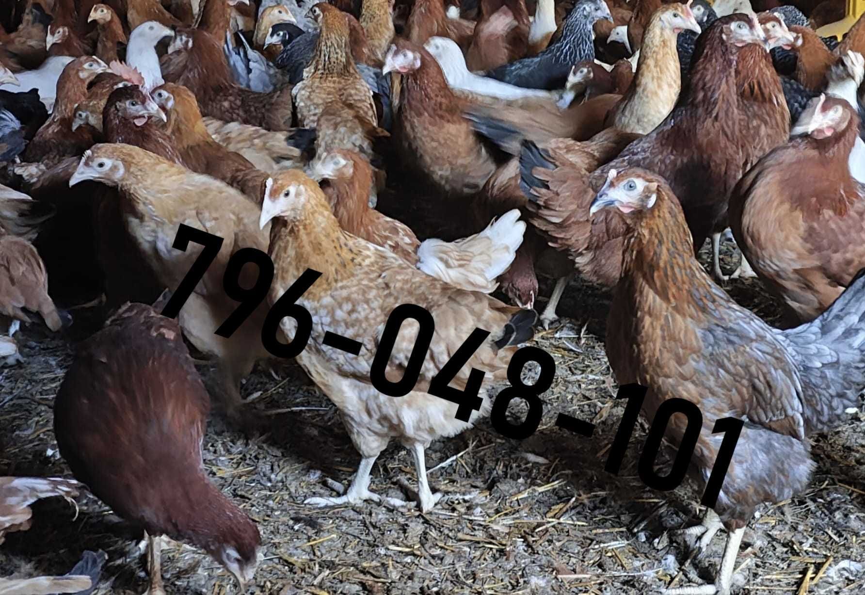 Kury Nioski Kolorowe Rosa Dominant Leghorn Lohman Leghorn