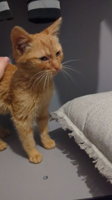 Руде Кошеня в добрі руки