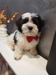 Śliczny piesek shih-tzu/bolończyk