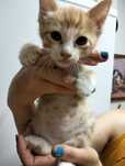 Gato amarelo  para adoção