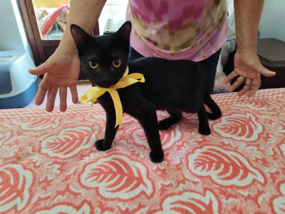 Gato 3.5 meses para adoção consciente